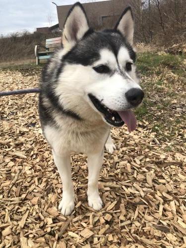 LOBO