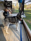 LOBO