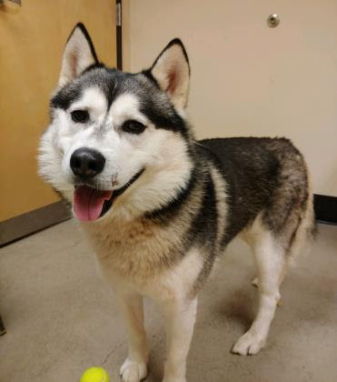 dog-image