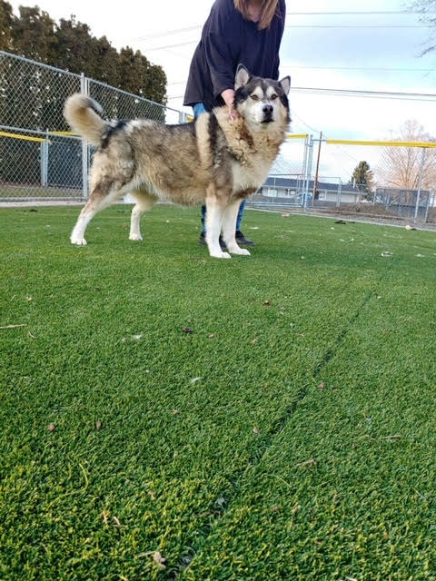 dog-image