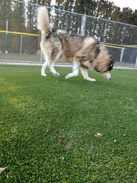 dog-image