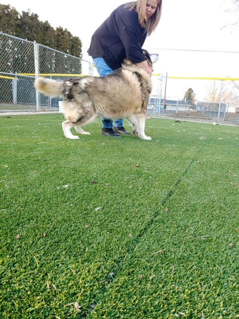 dog-image