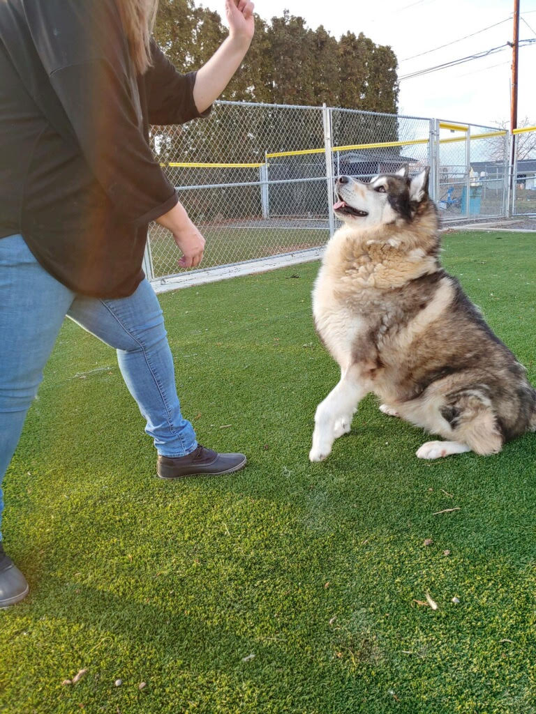 dog-image