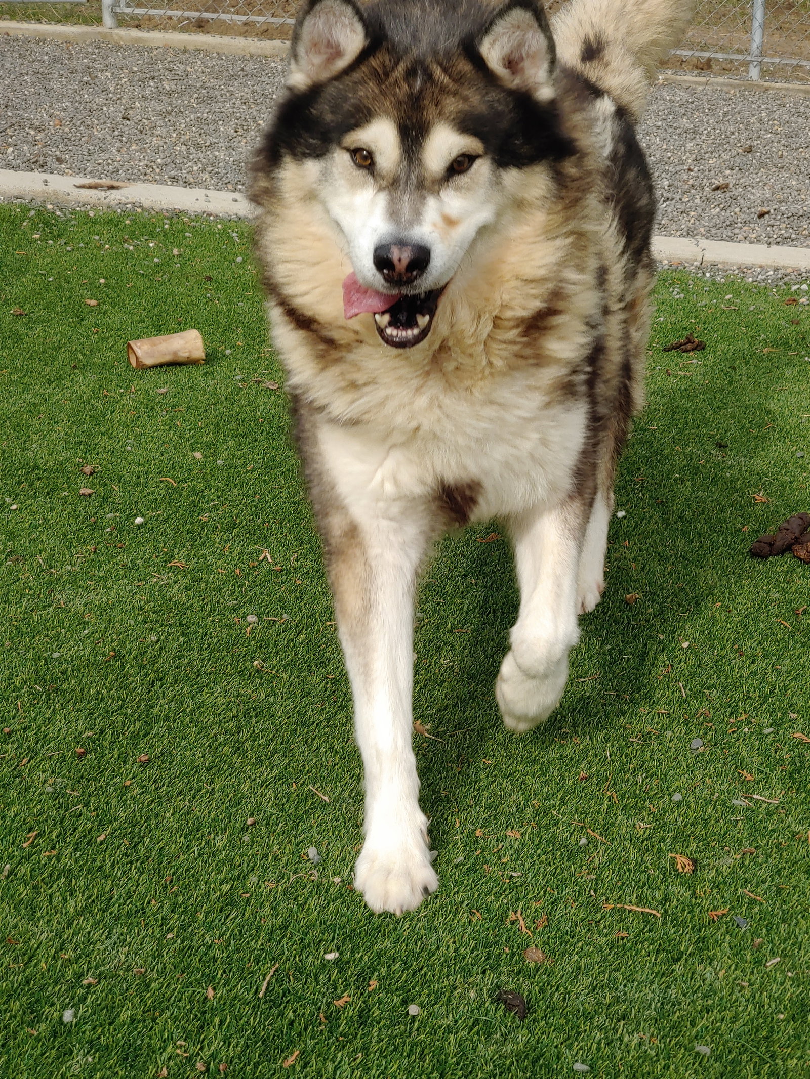 dog-image