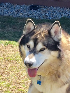 dog-image
