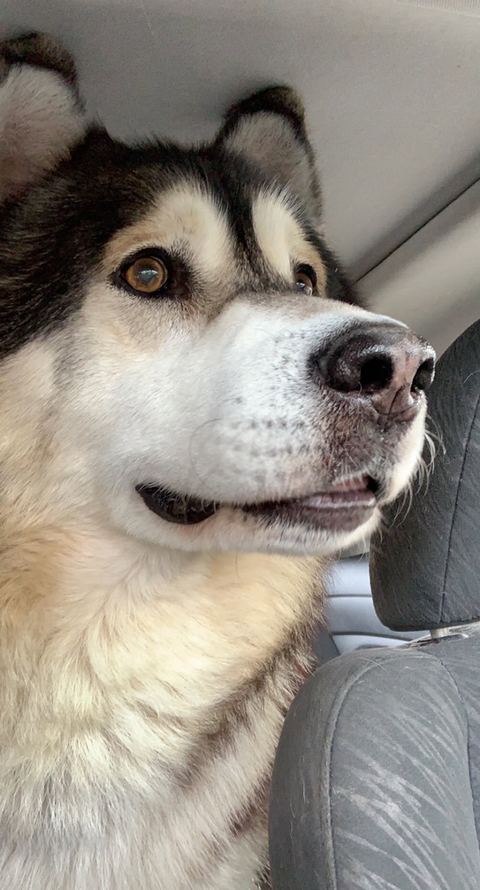 dog-image