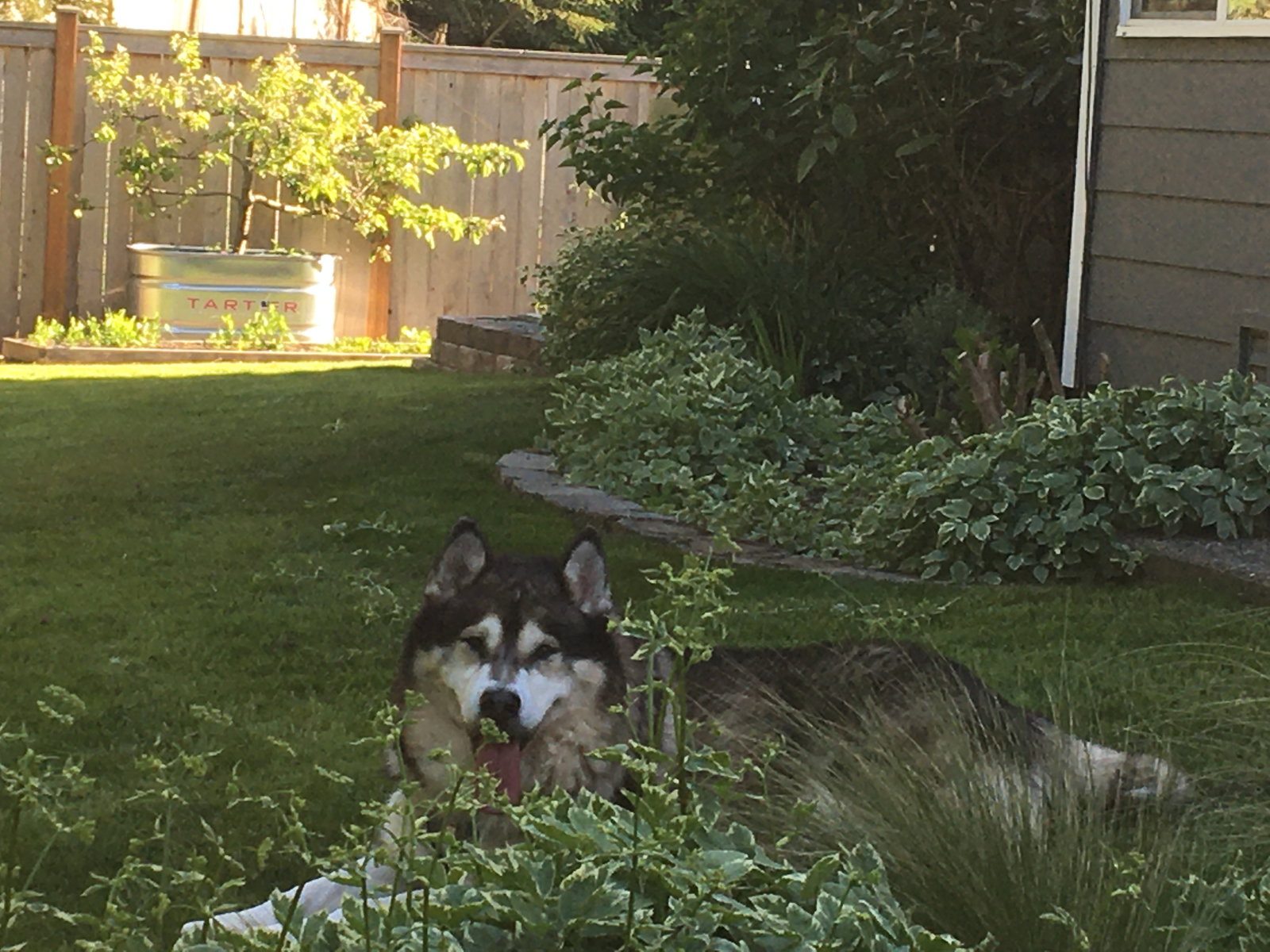 dog-image