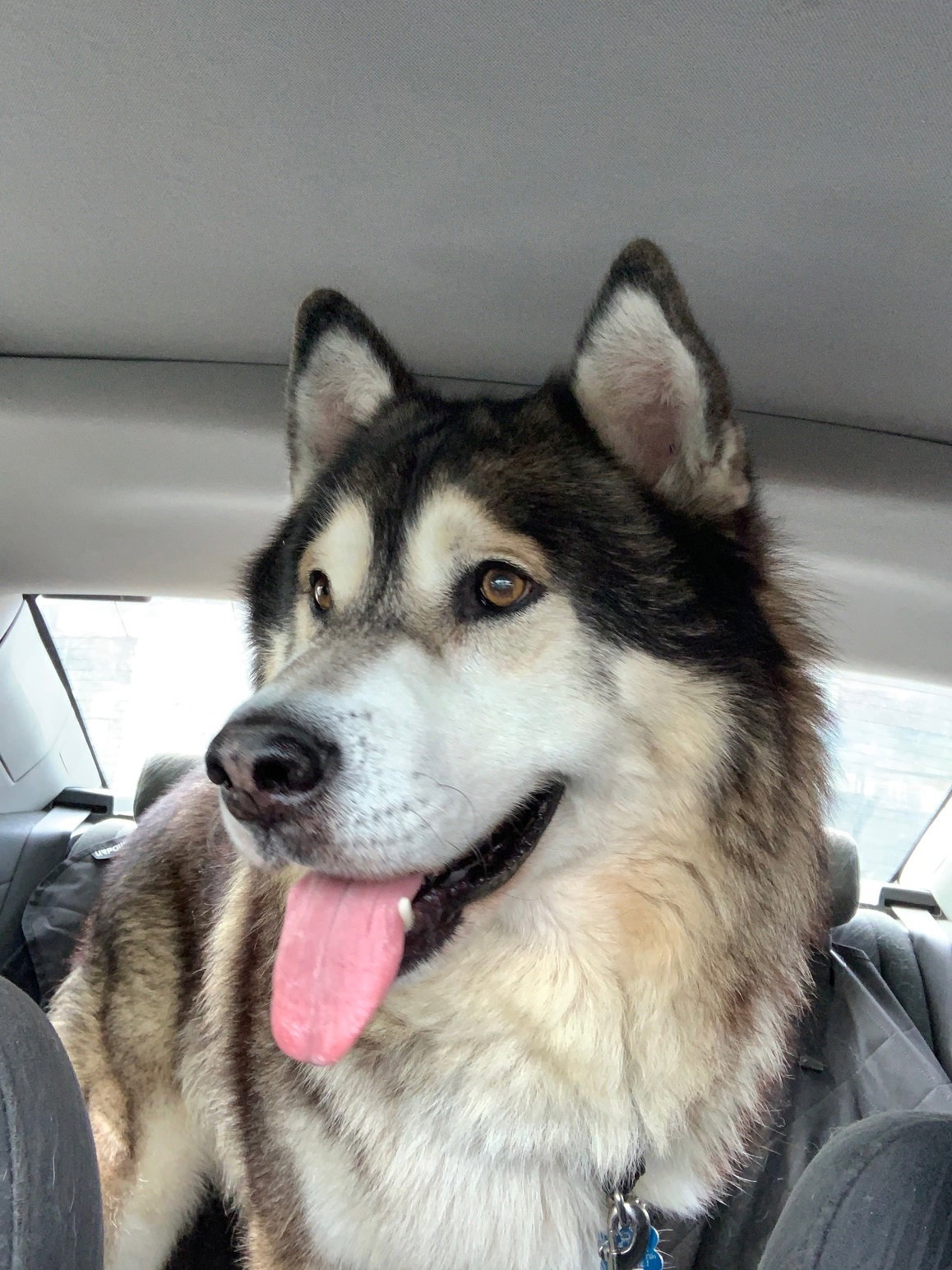 dog-image