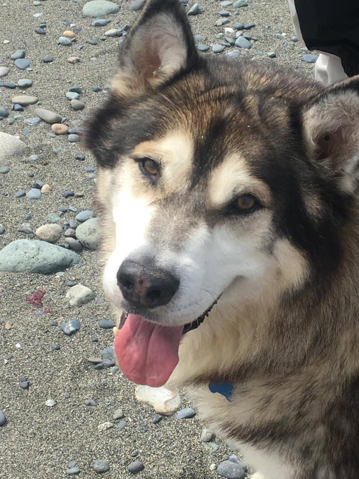 BUBBA (renamed Buddy)