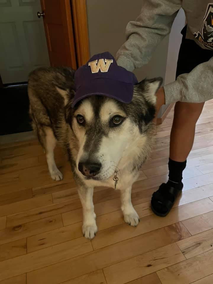 dog-image