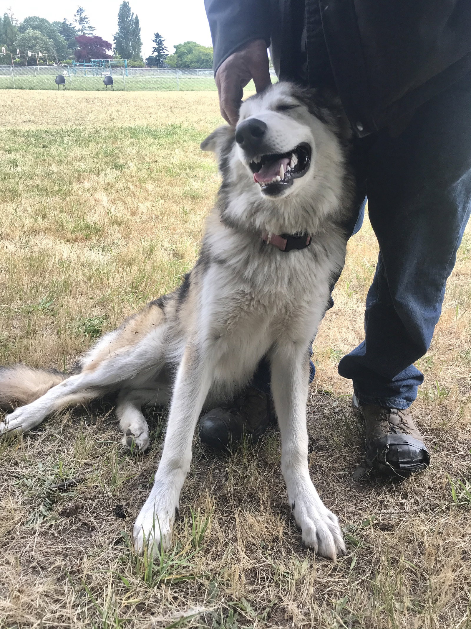 dog-image