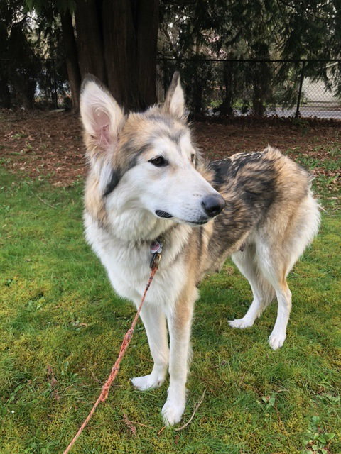 dog-image