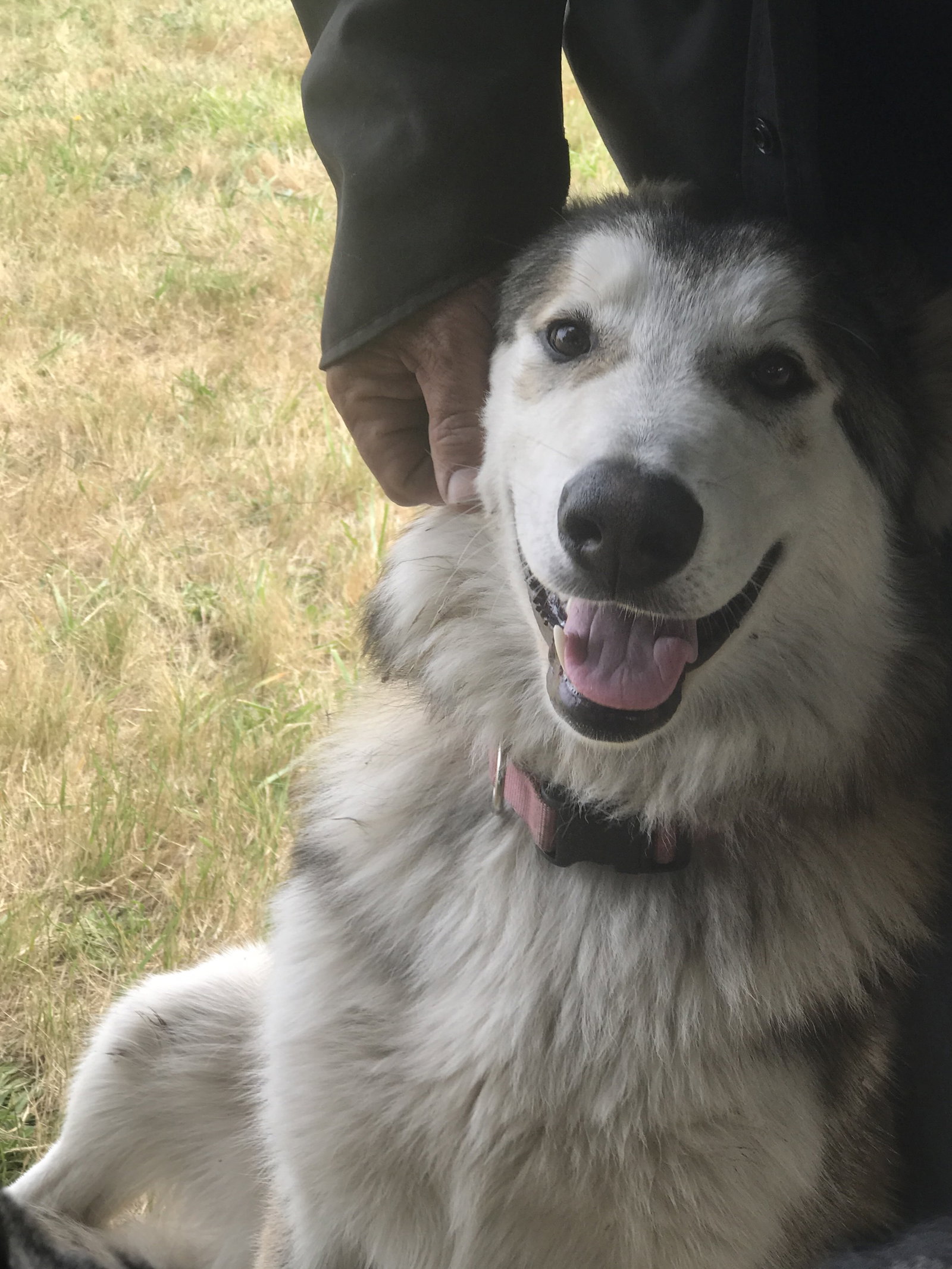 dog-image