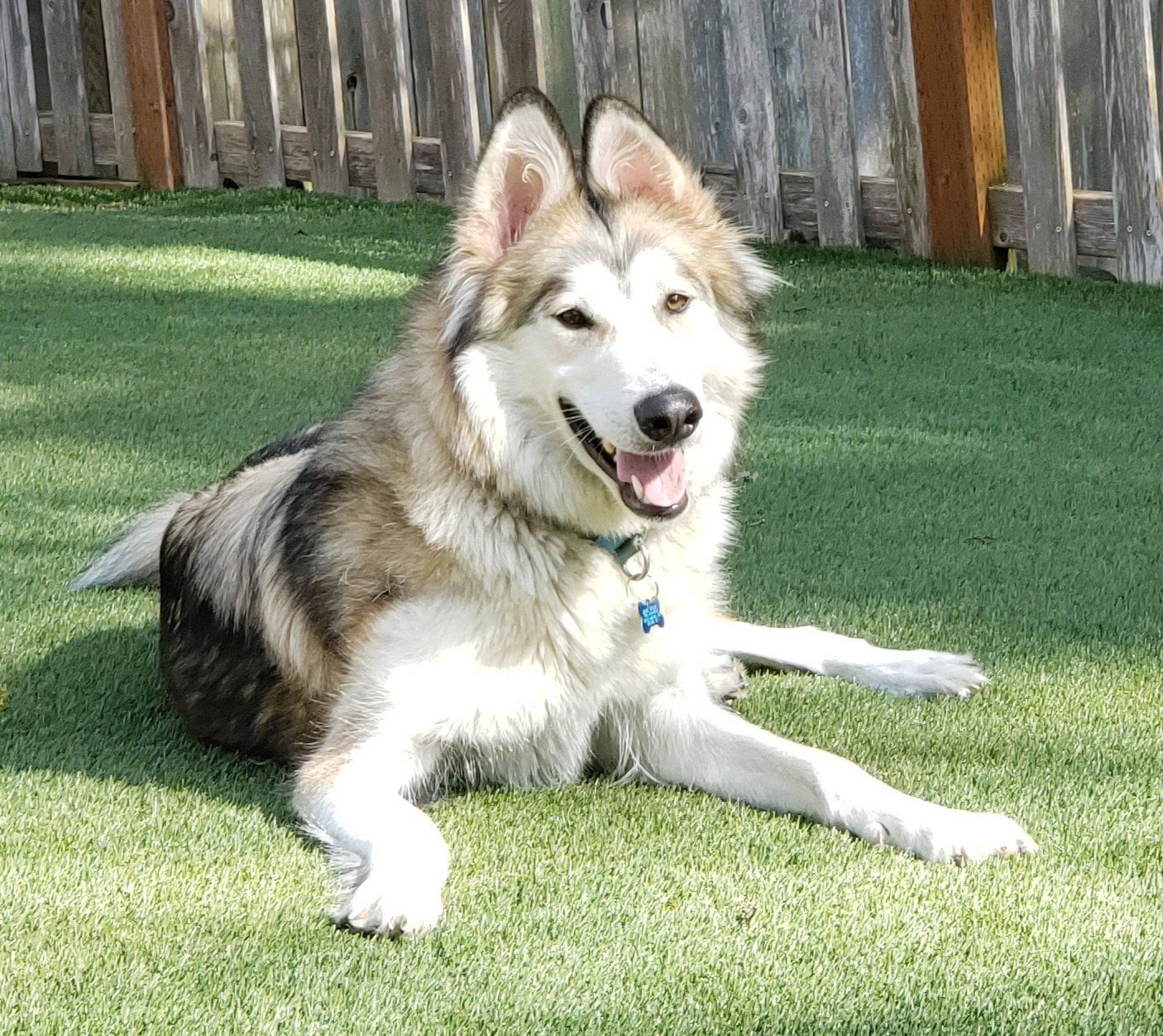 dog-image