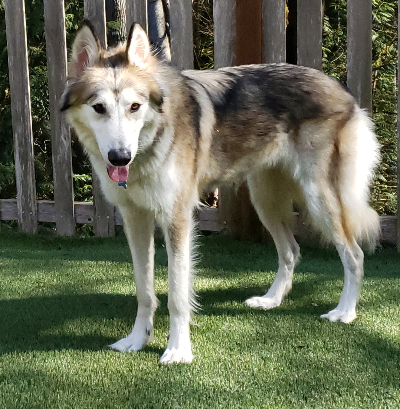 dog-image