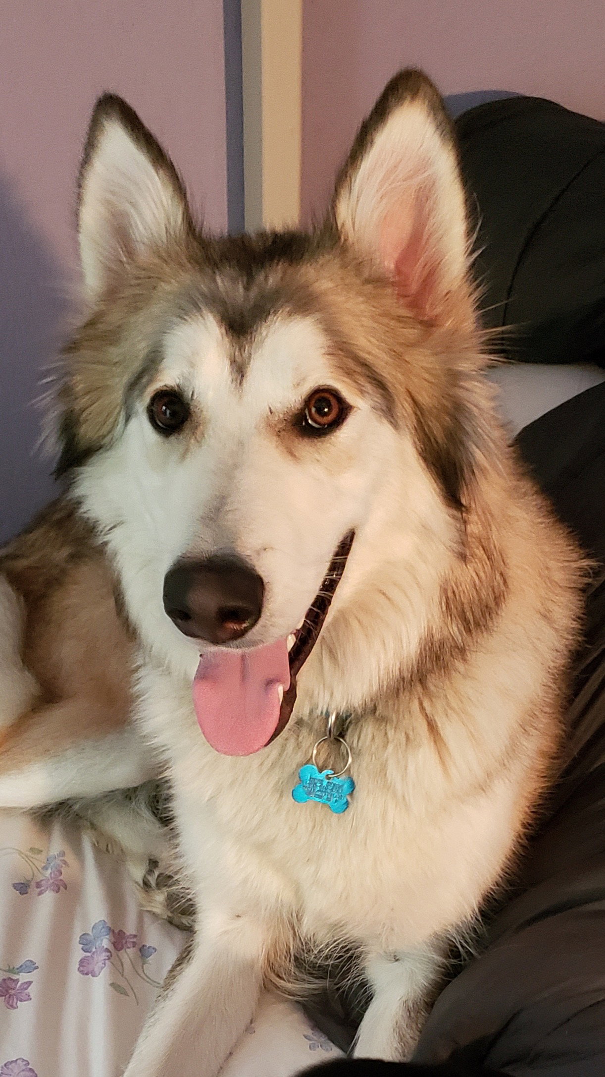 dog-image
