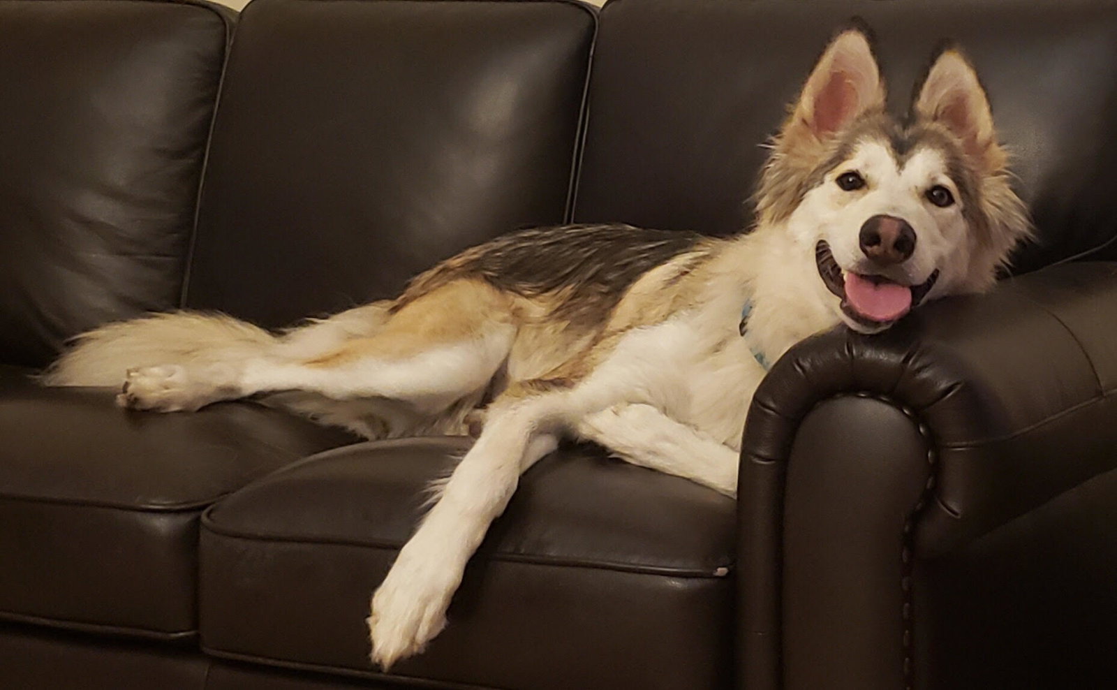 dog-image