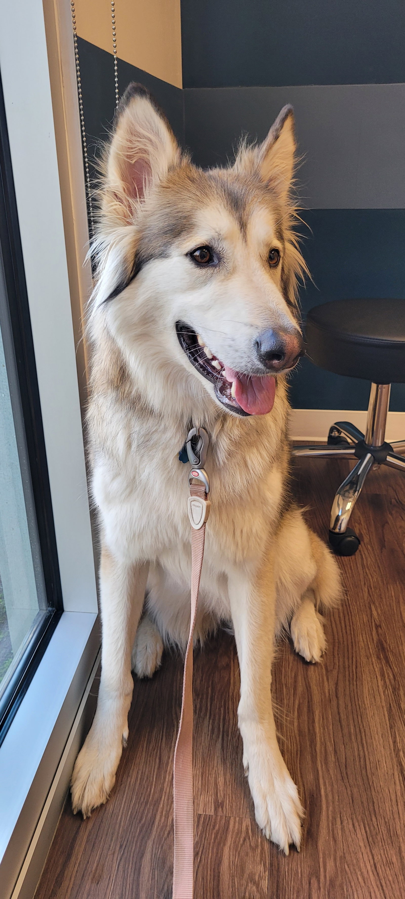 dog-image