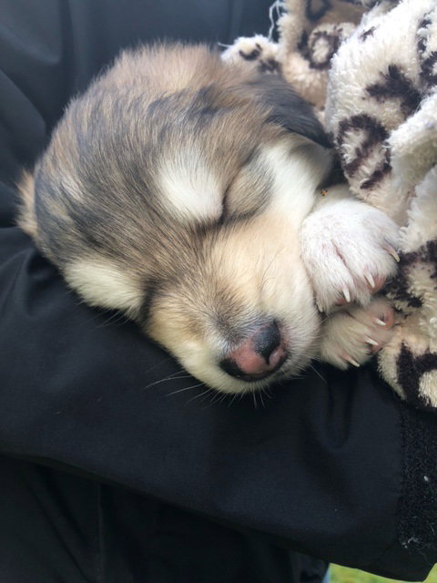 dog-image