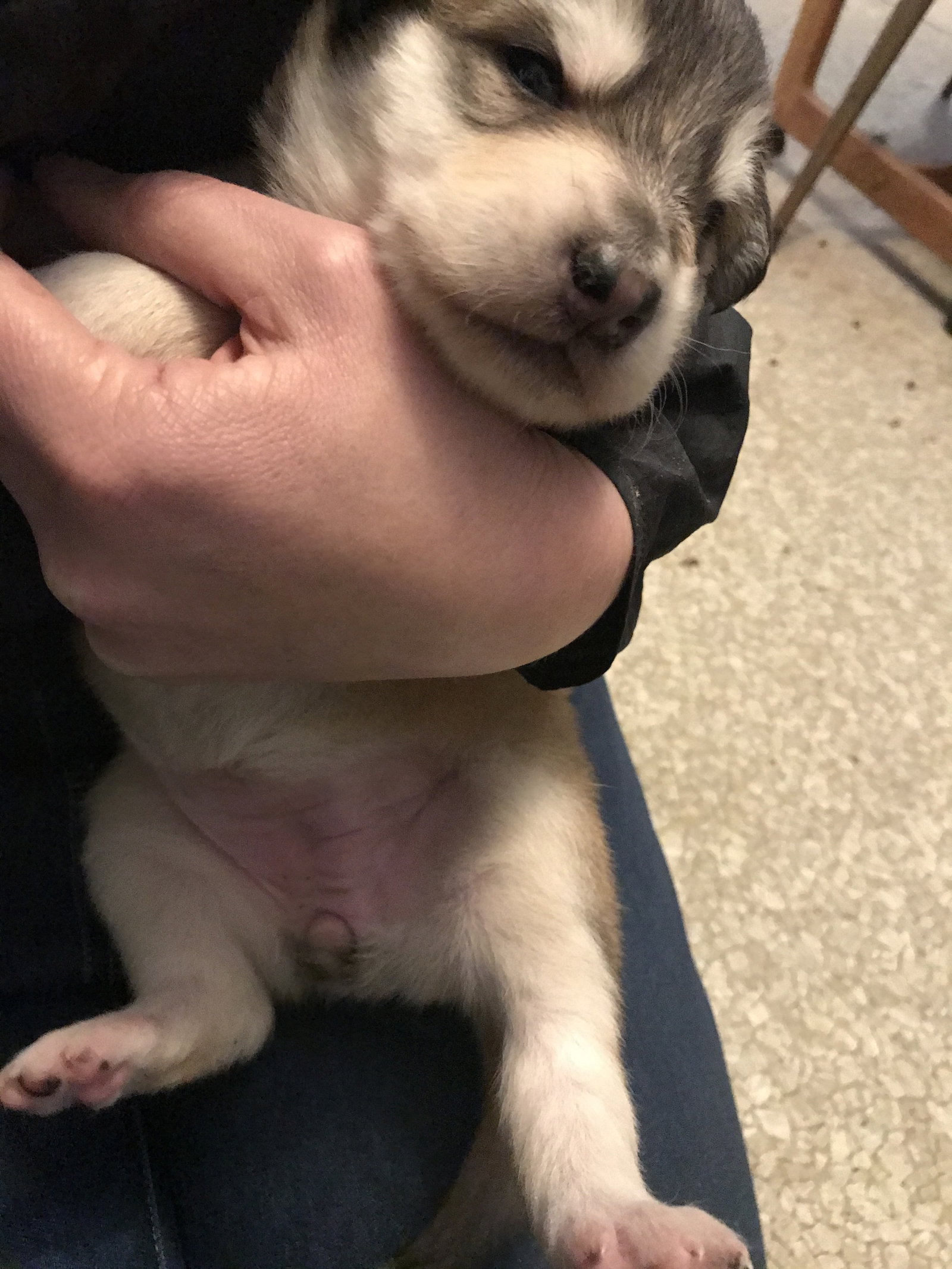dog-image
