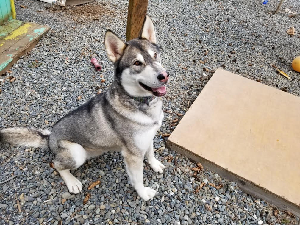 dog-image