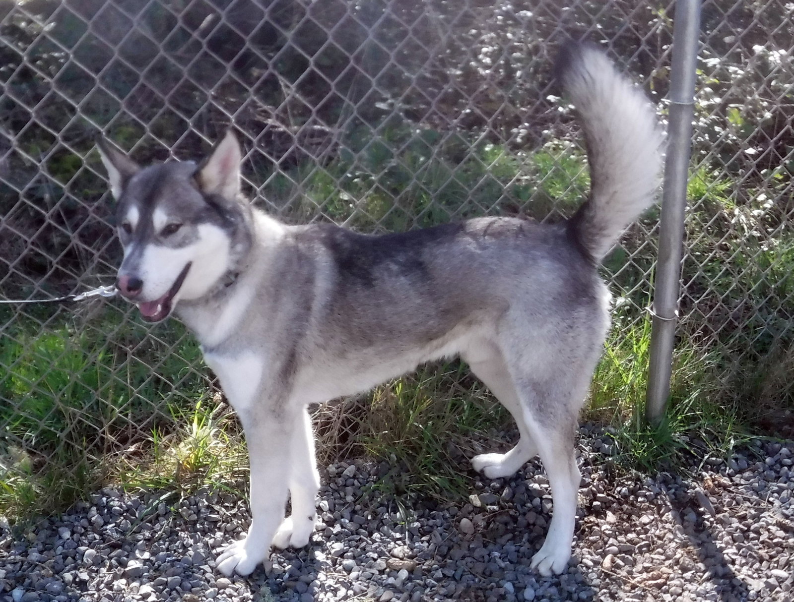 dog-image