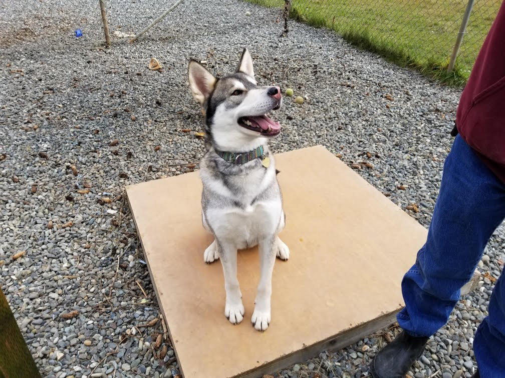 dog-image