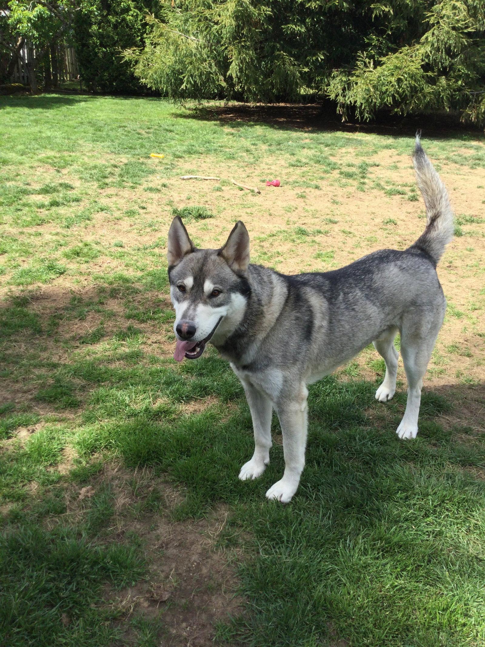 dog-image