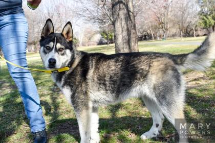 dog-image