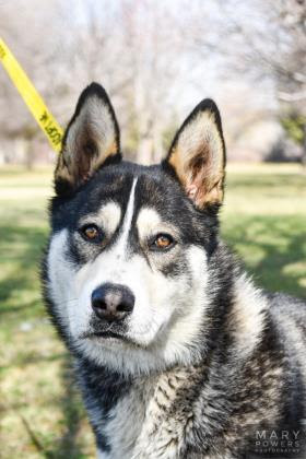 dog-image