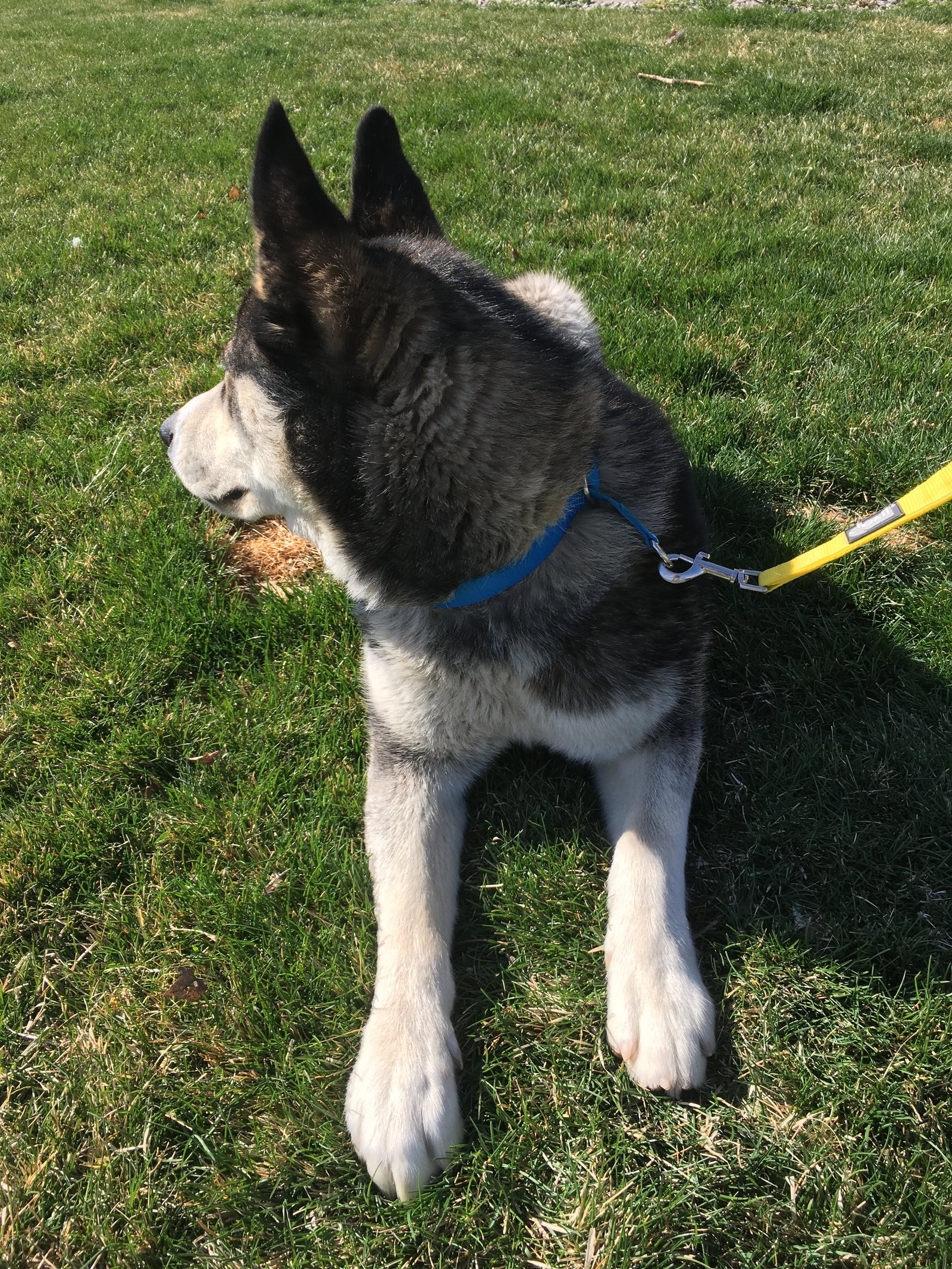 dog-image