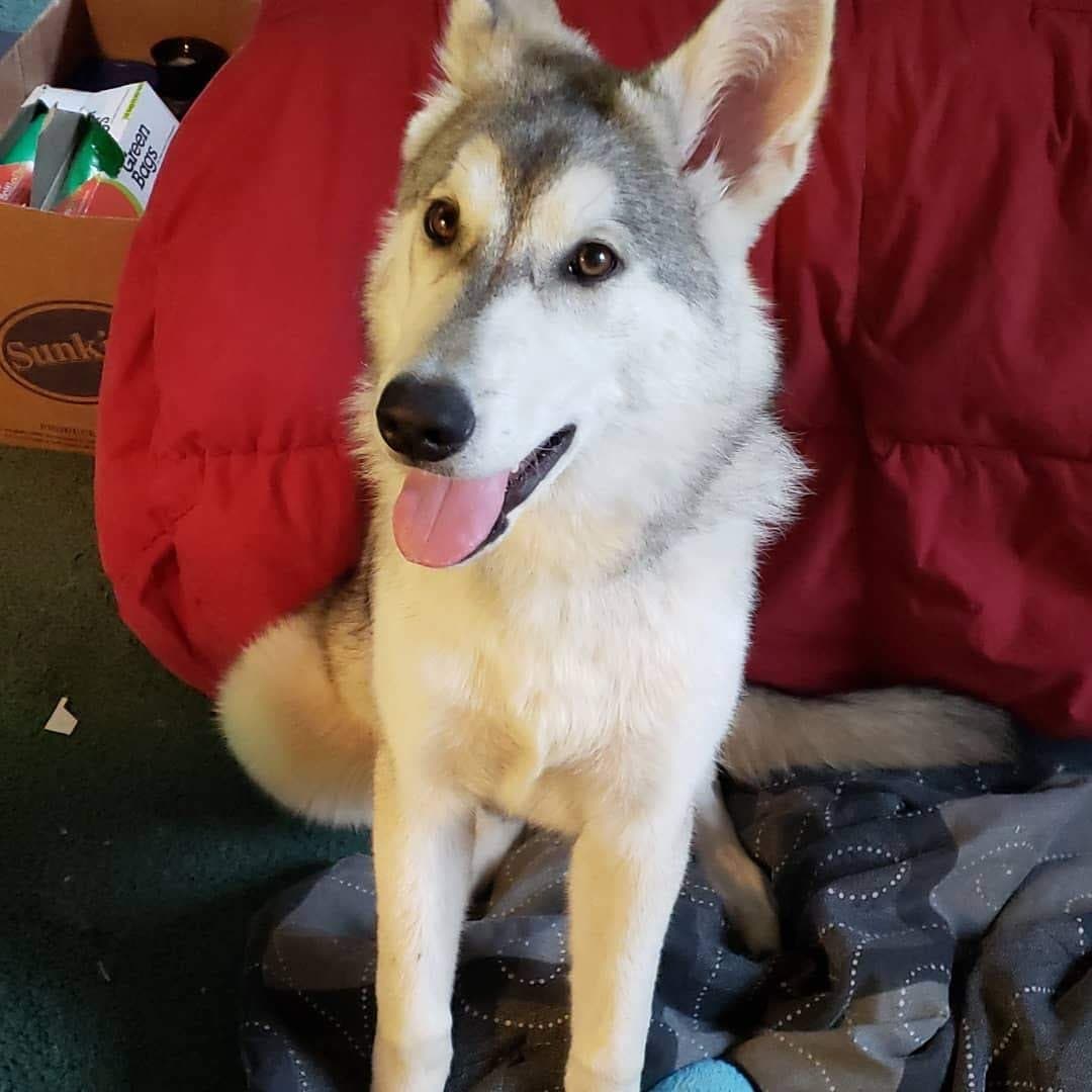 dog-image