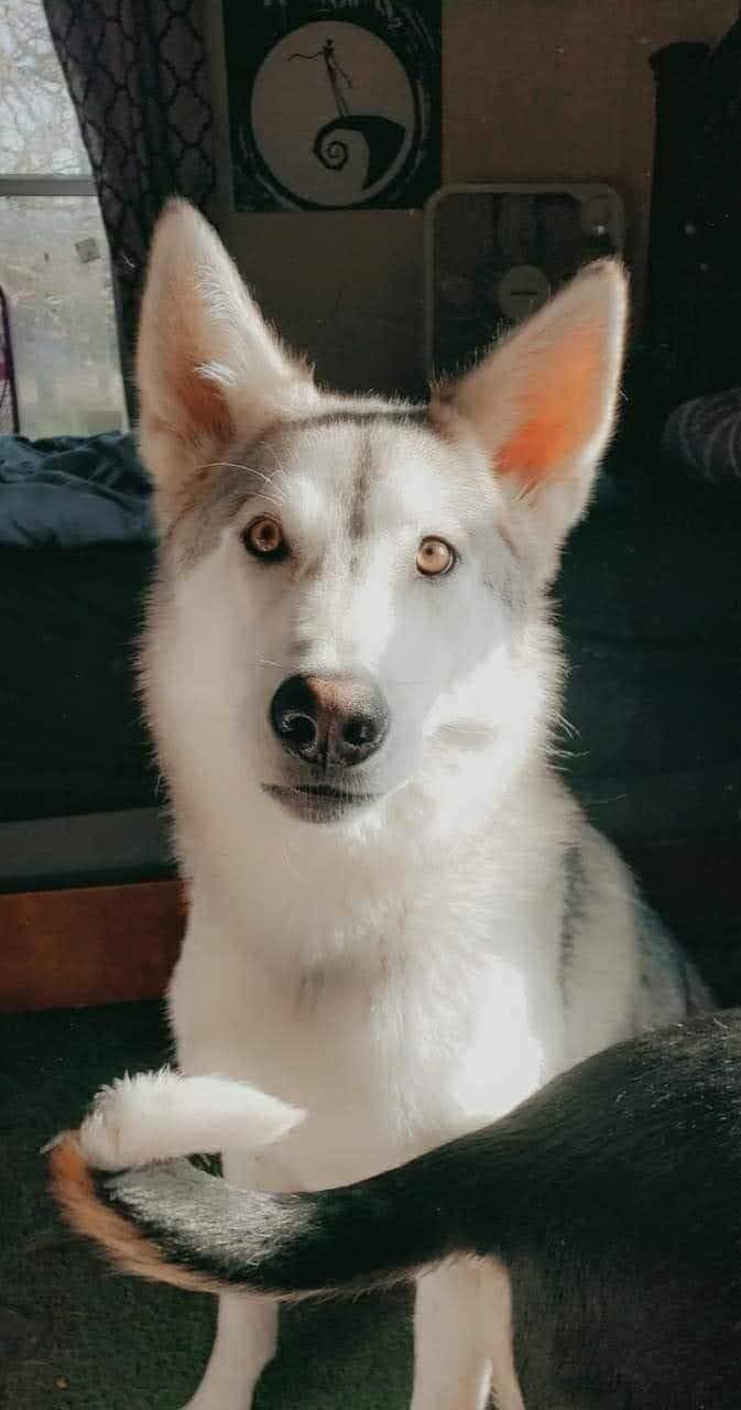 dog-image