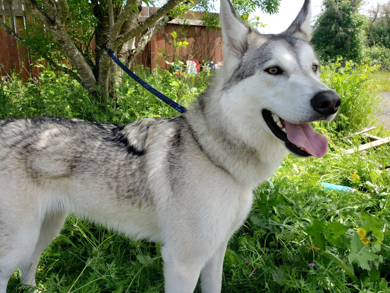 dog-image