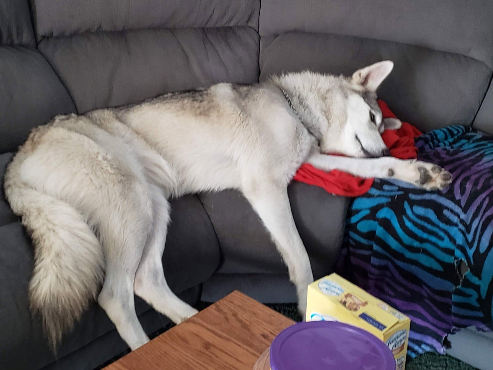 dog-image