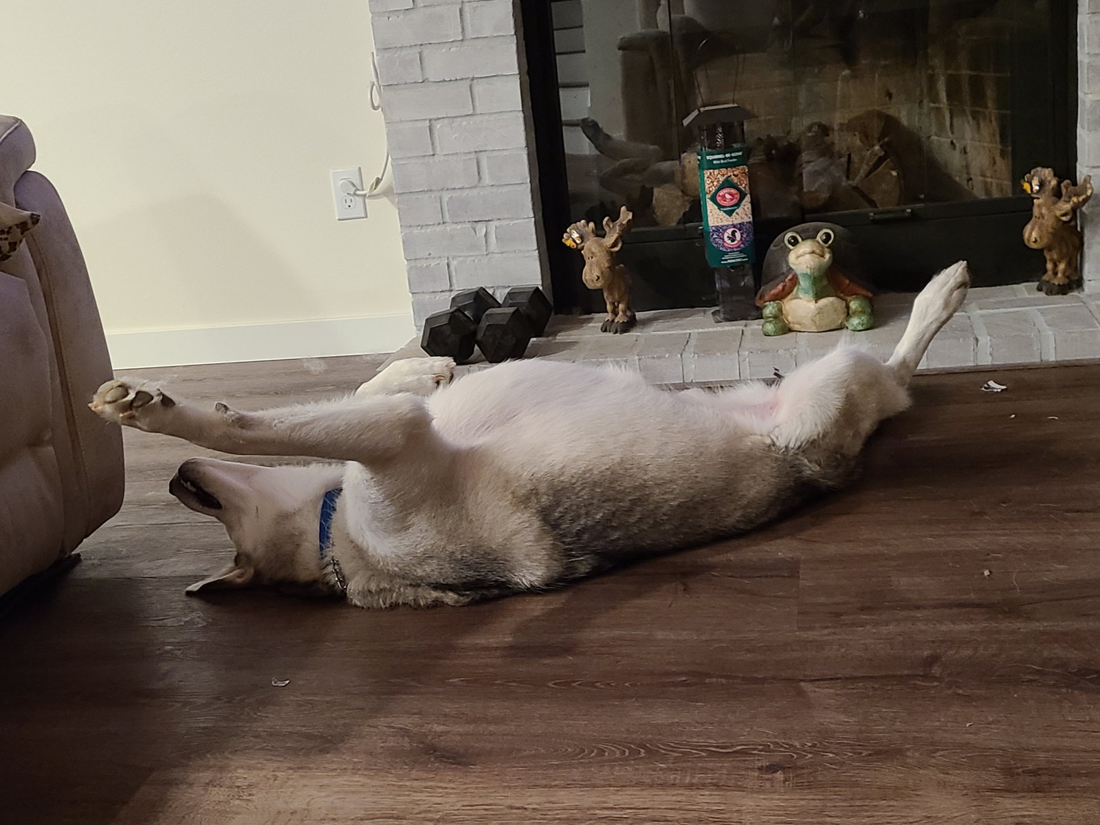 dog-image
