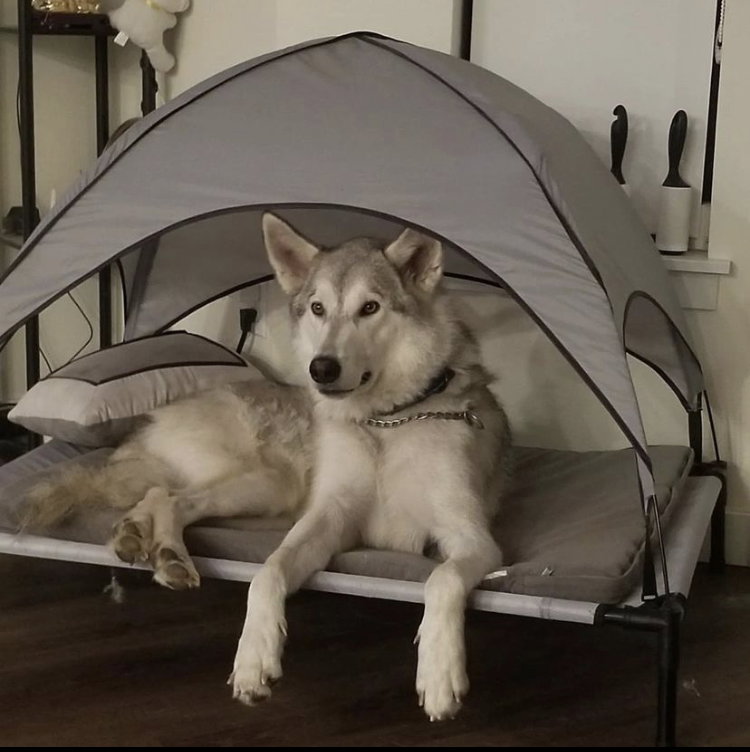 dog-image