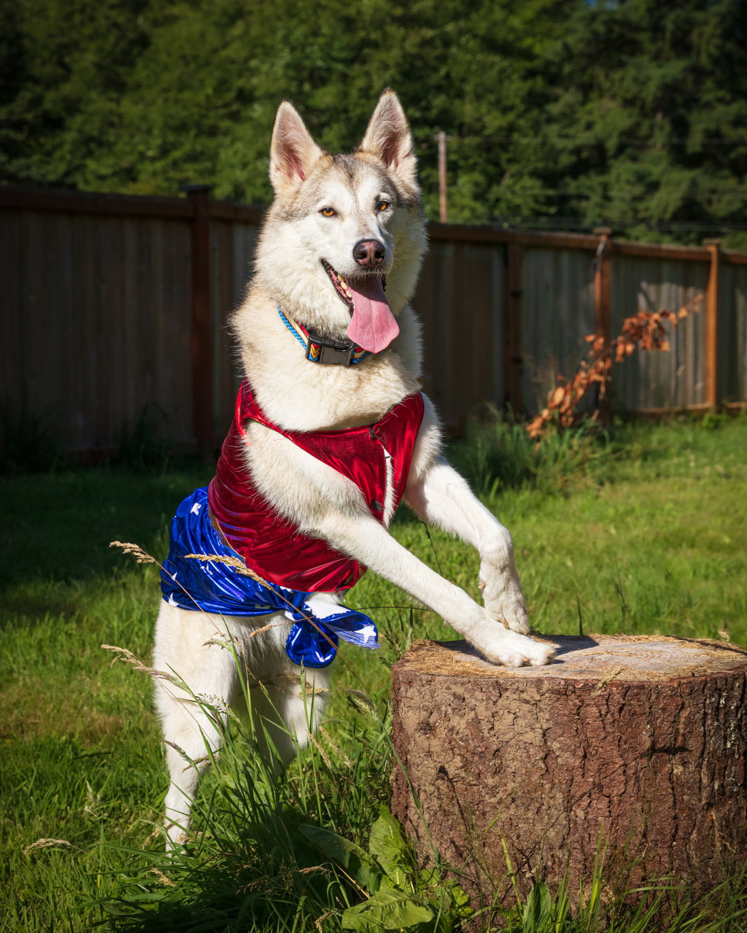 dog-image