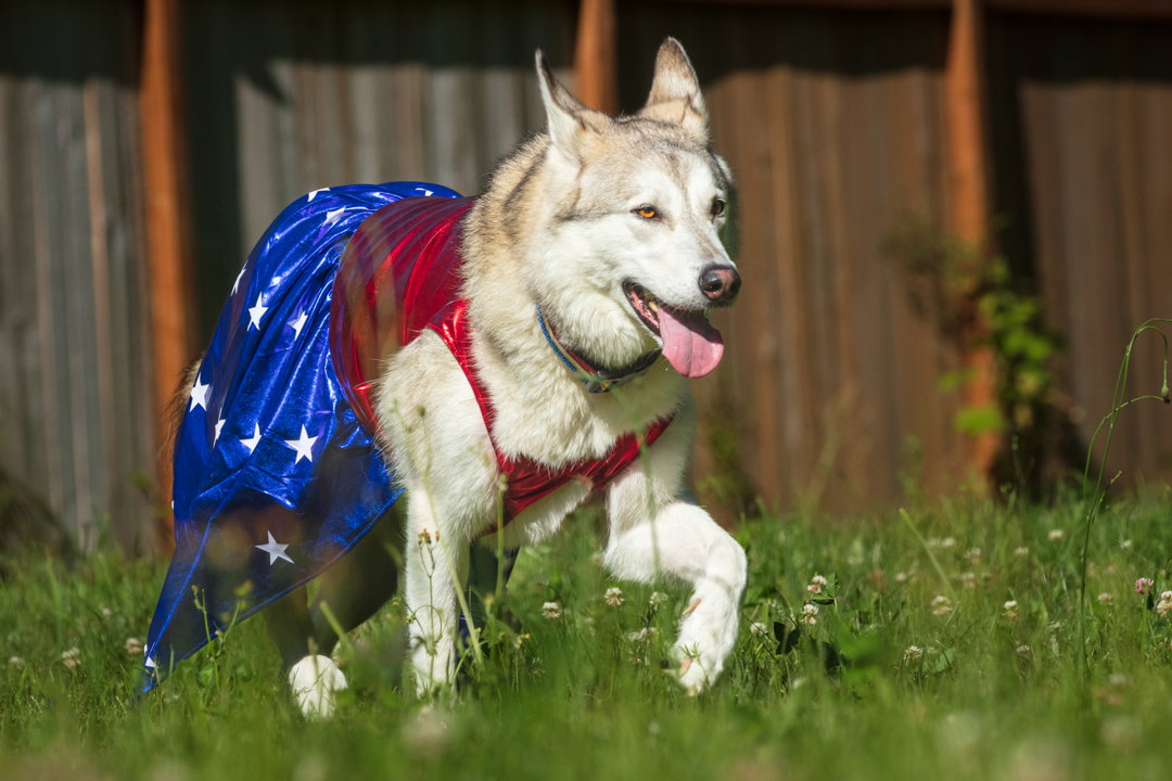 dog-image