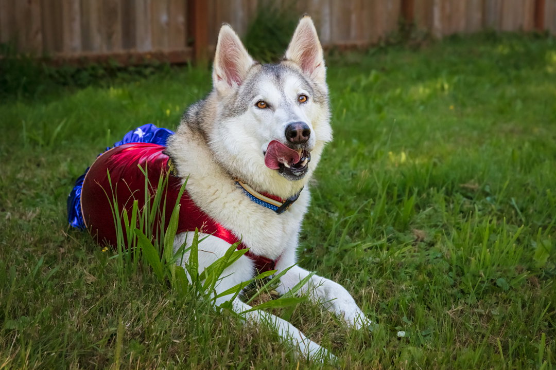 dog-image