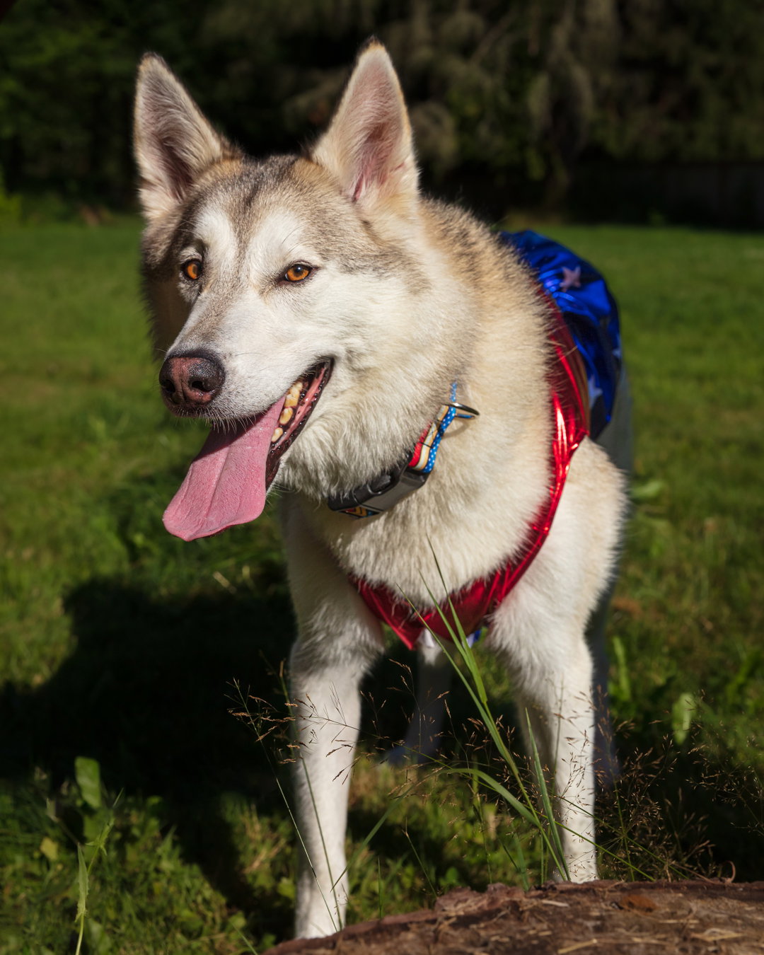 dog-image