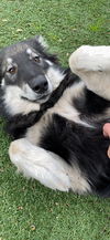 ARTIE (renamed Lana)