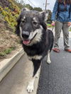 ARTIE (renamed Lana)
