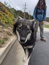 ARTIE (renamed Lana)