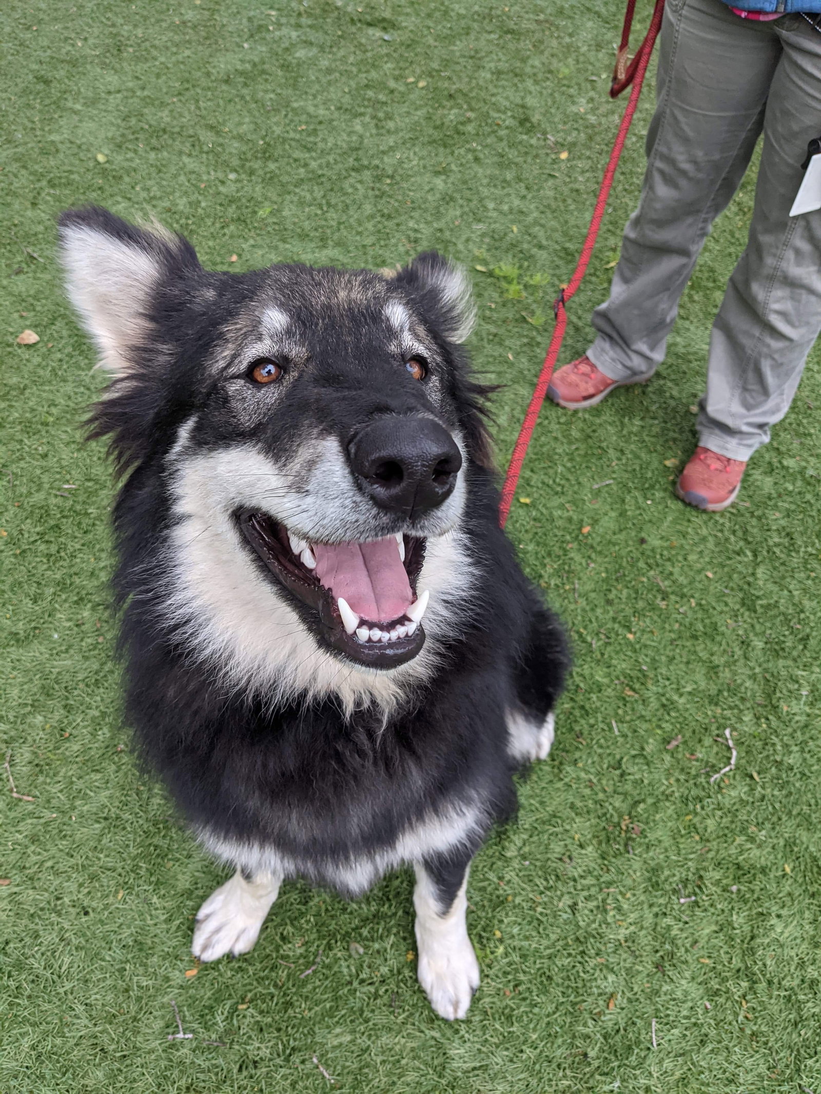 dog-image