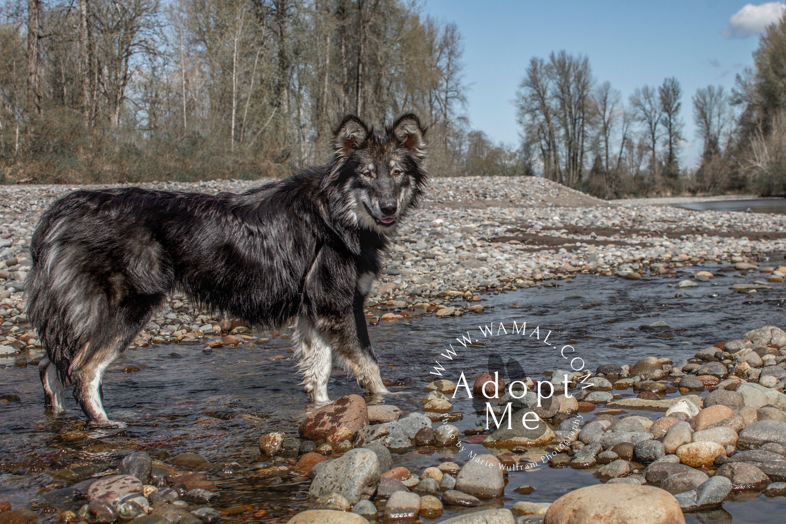 dog-image