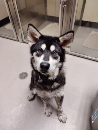dog-image