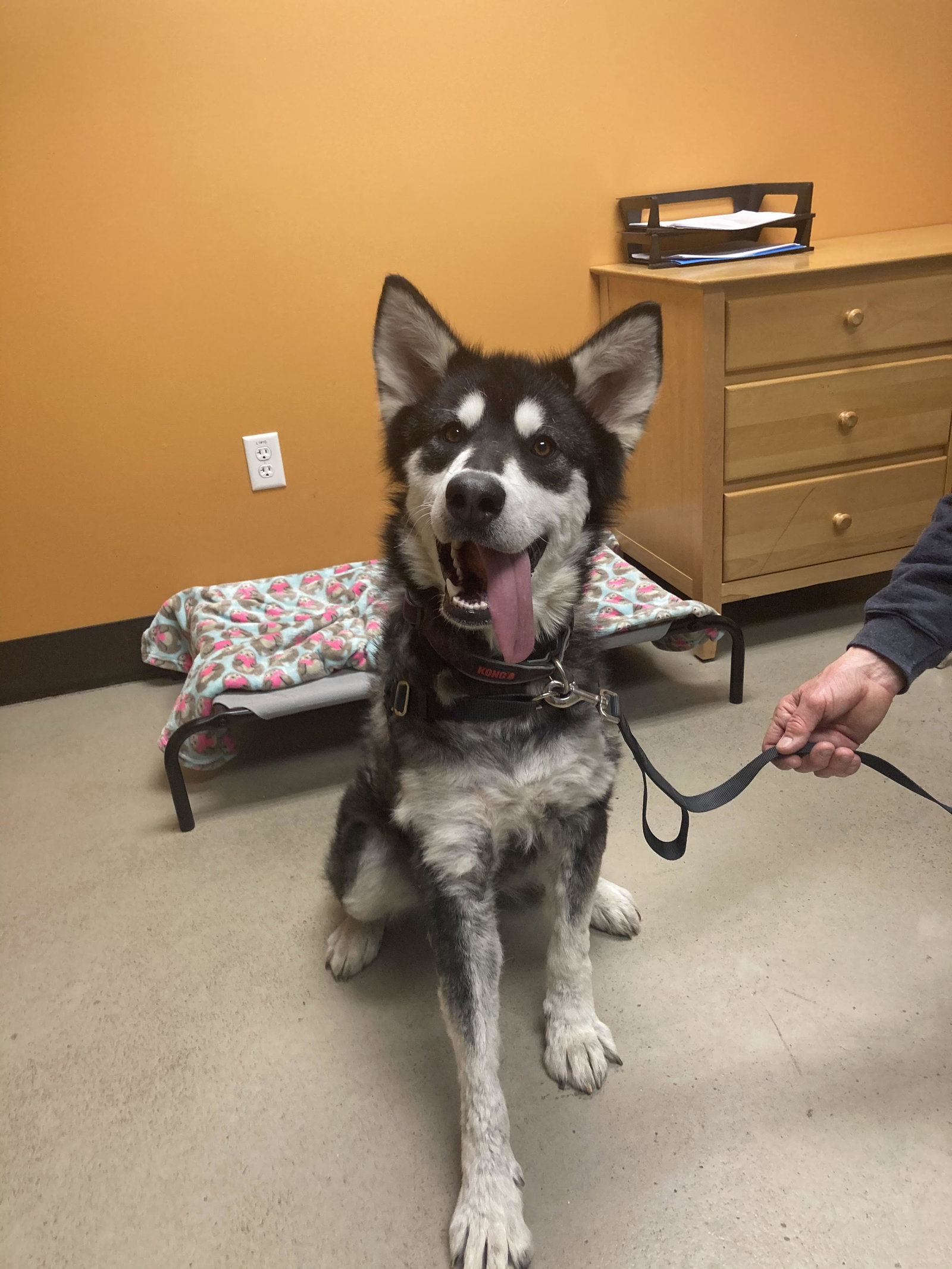 dog-image