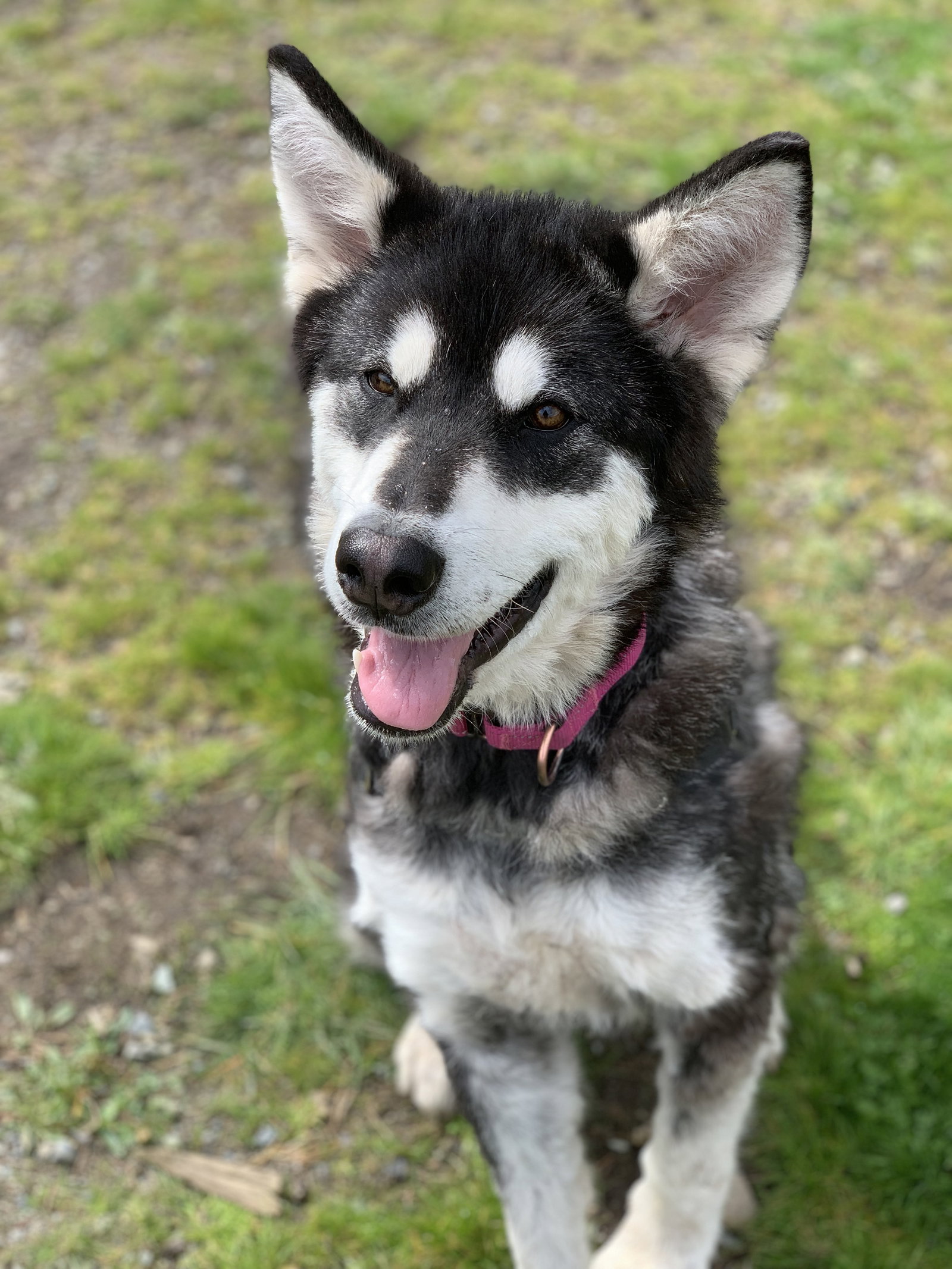 dog-image
