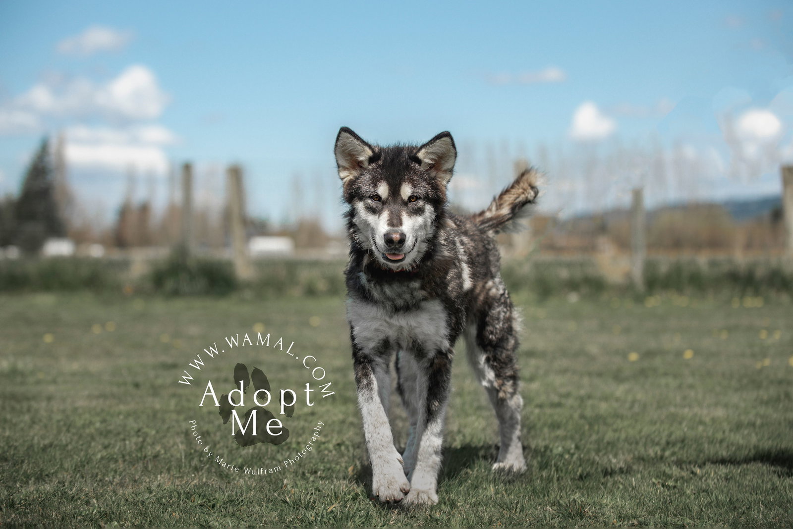 dog-image